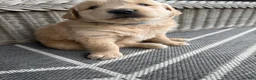 Golden Retriever dogs for sale: Fletcher - Ad 16