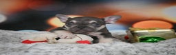 French Bulldog dogs for sale: Cameron - Ad 6