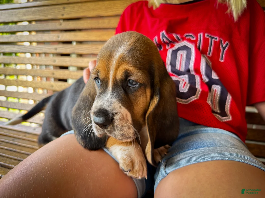 Basset Hound dogs for sale: Waylon - Ad 1