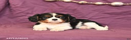 Cavalier King Charles Spaniel dogs for sale: Lily - Ad 3
