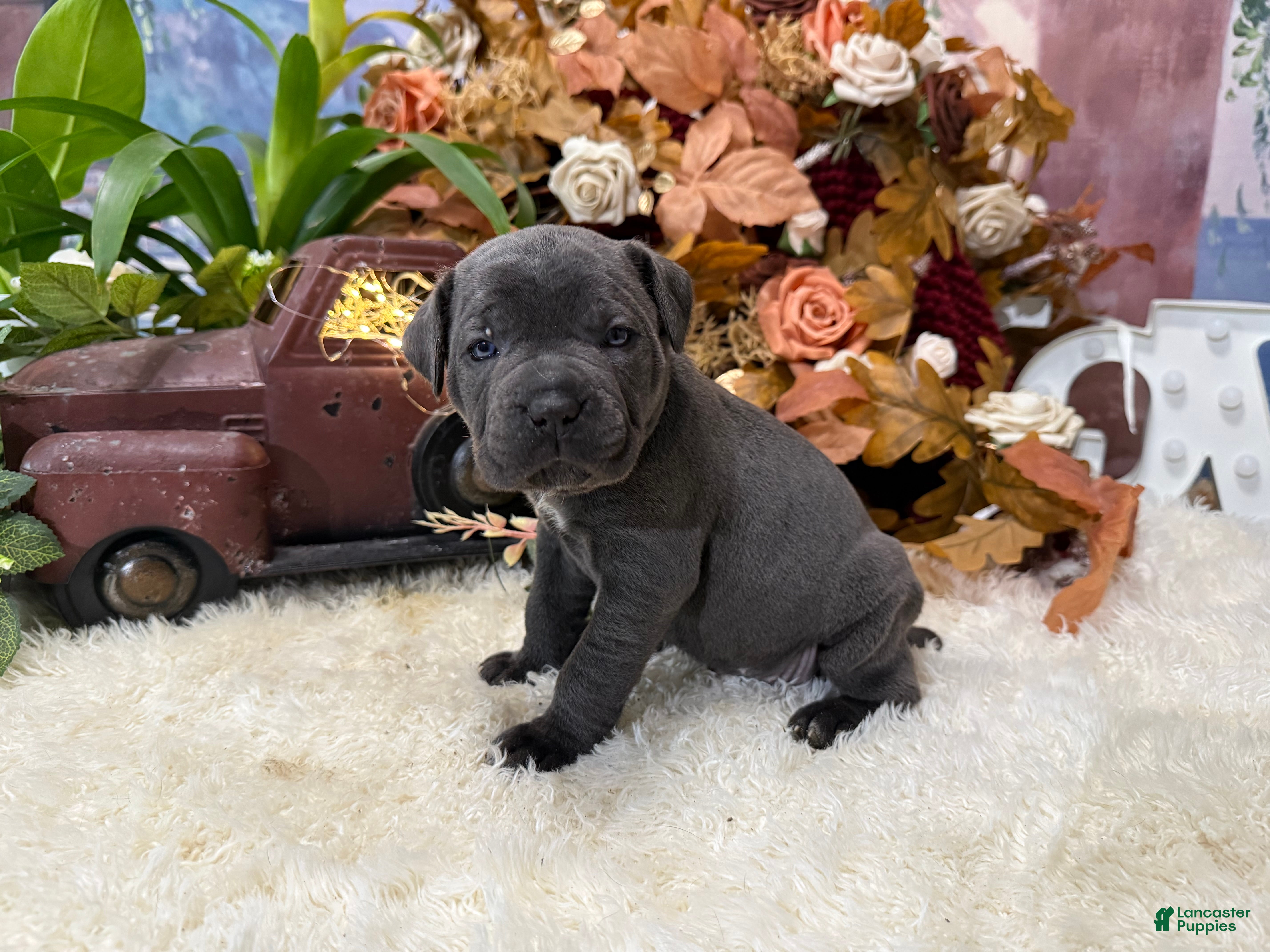 Cane Corso dogs Paige - Ad 2