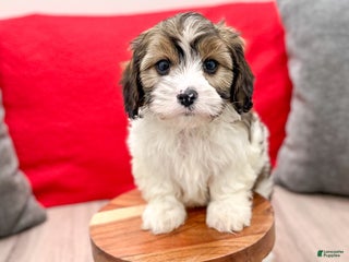 Cavapoo dogs - Ad 31