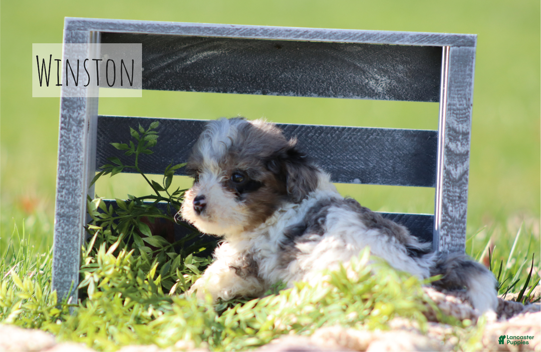 Havapoo dogs for sale: Winston - Ad 1