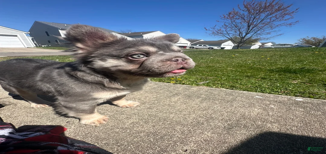 Gallery Image {{count}}