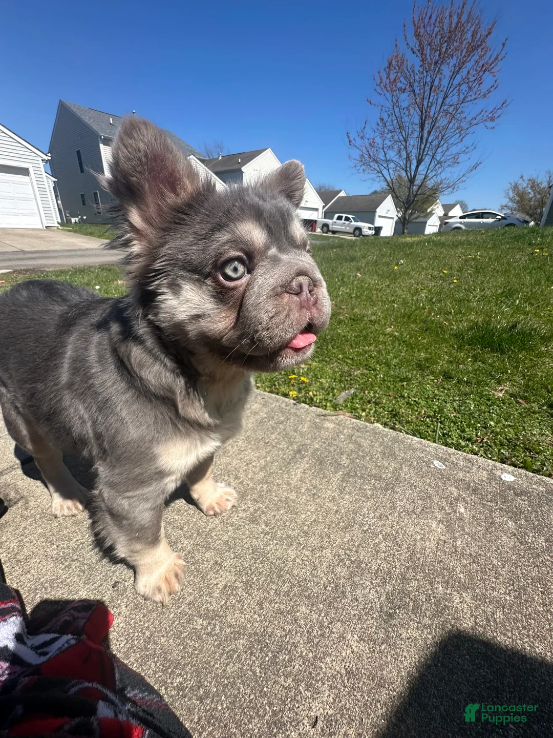 Gallery Image {{count}}