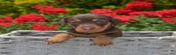 Miniature Dachshund dogs for sale: Banjo - Ad 6