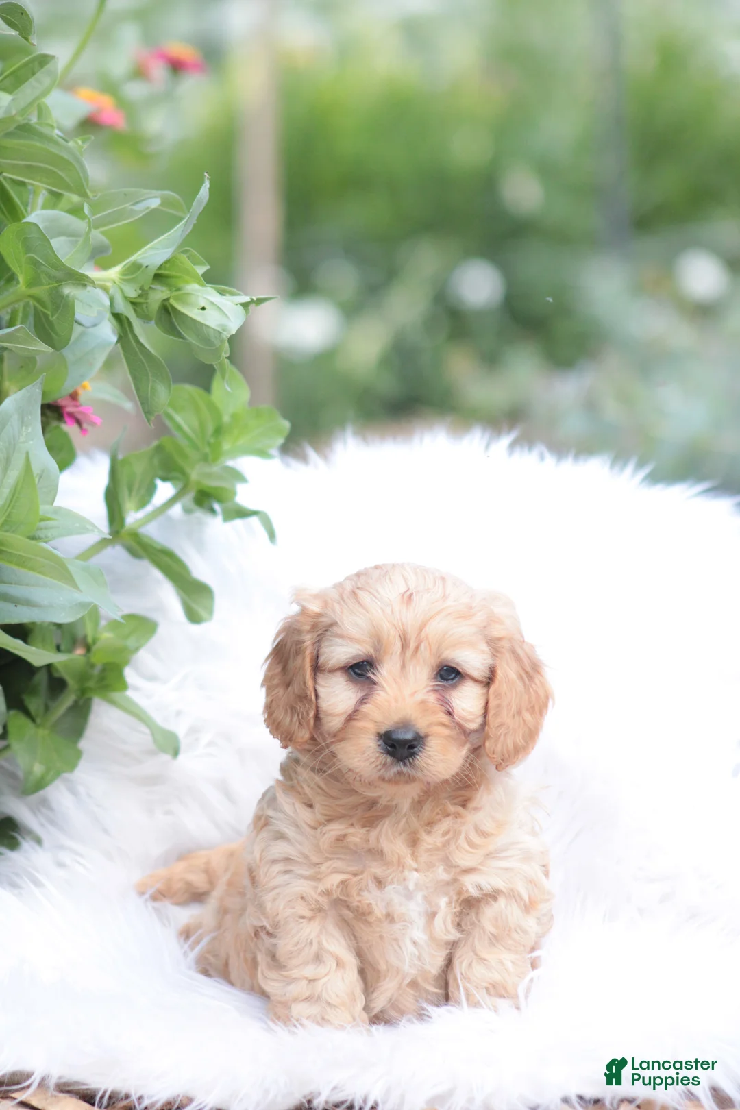 Cavapoo dogs for sale: Oakley  - Ad 2