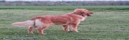Golden Retriever dogs for sale: LOYAL - Ad 6