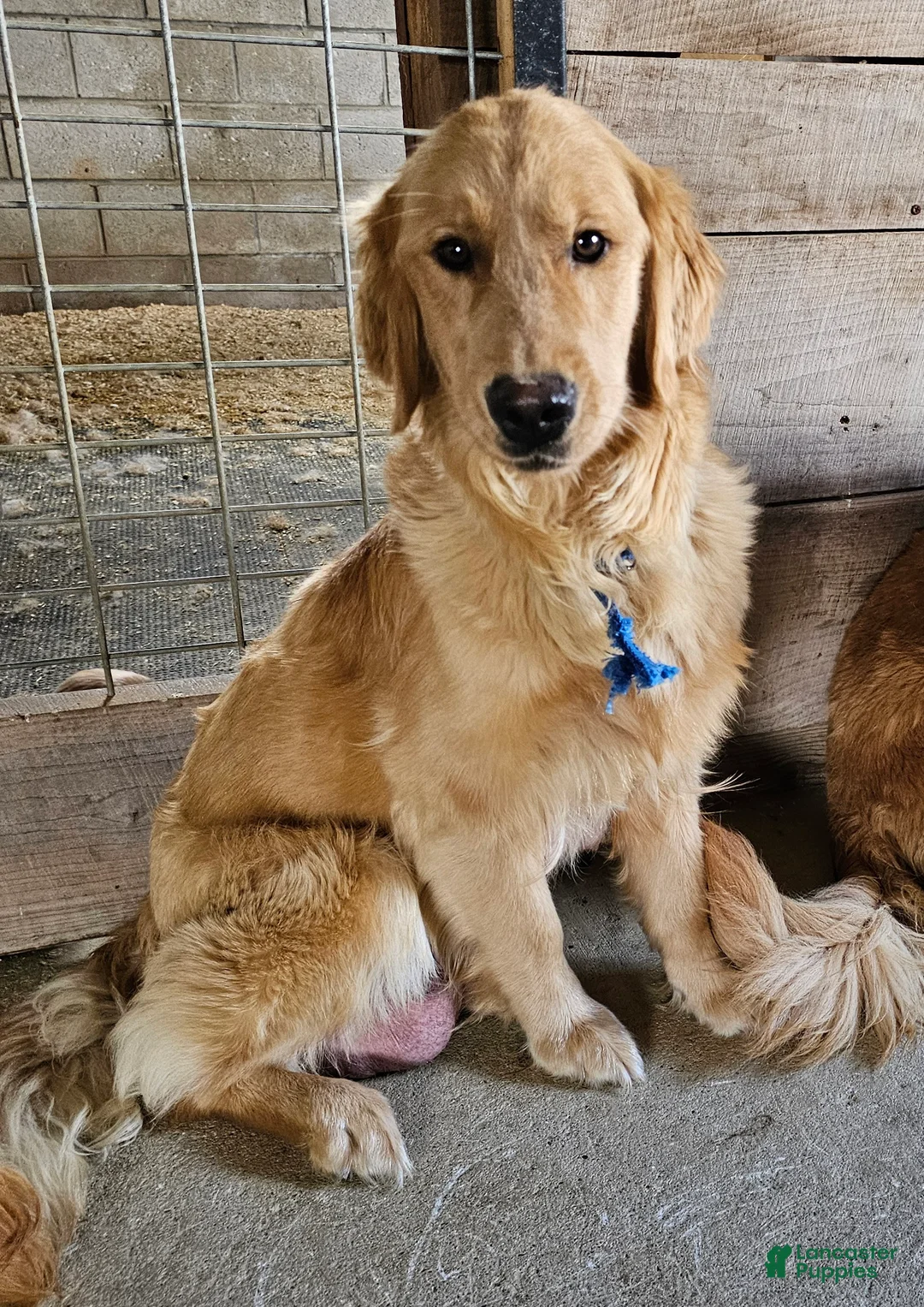 Golden Retriever dogs for sale: Ranger - Ad 10