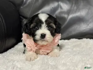 Cavapoo dogs Bella - Ad 36