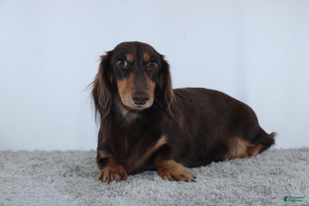 Miniature Dachshund dogs for sale: Harrison - Ad 6