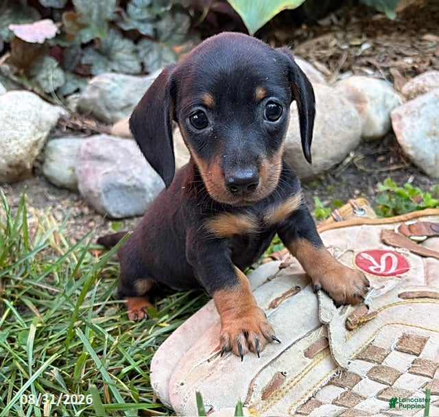 Dachshund dogs Rocky - Ad 1