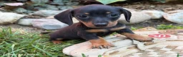 Dachshund dogs for sale: Rocky - Ad 1