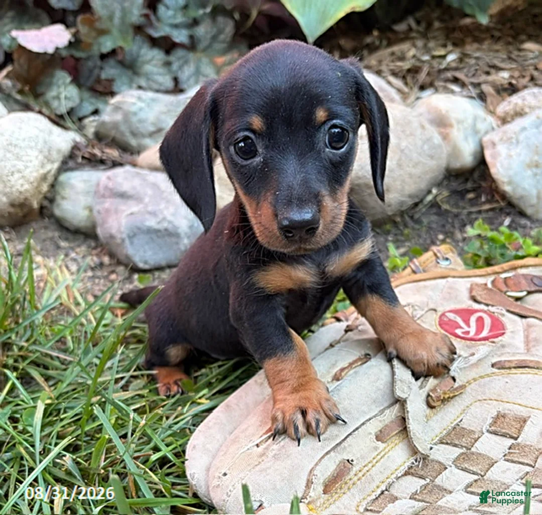 Dachshund dogs for sale: Rocky - Ad 1