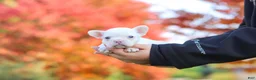 French Bulldog dogs for sale: Waylon - Ad 3
