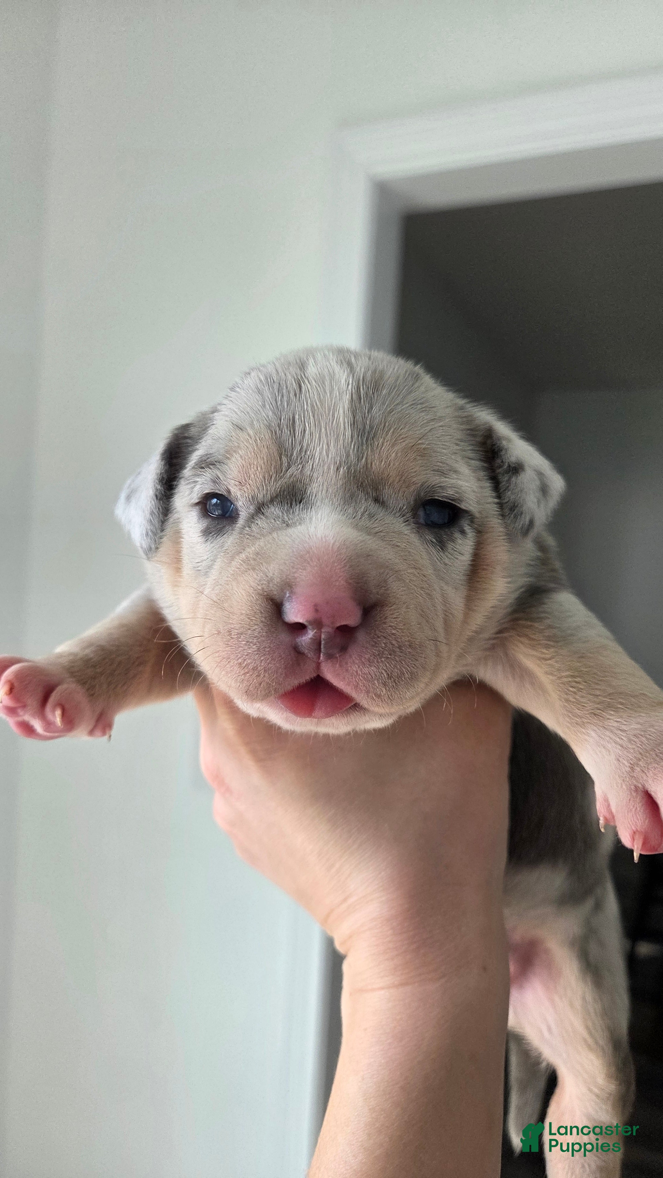 American Bulldog dogs Blue Merle Female (Red) - Ad 6