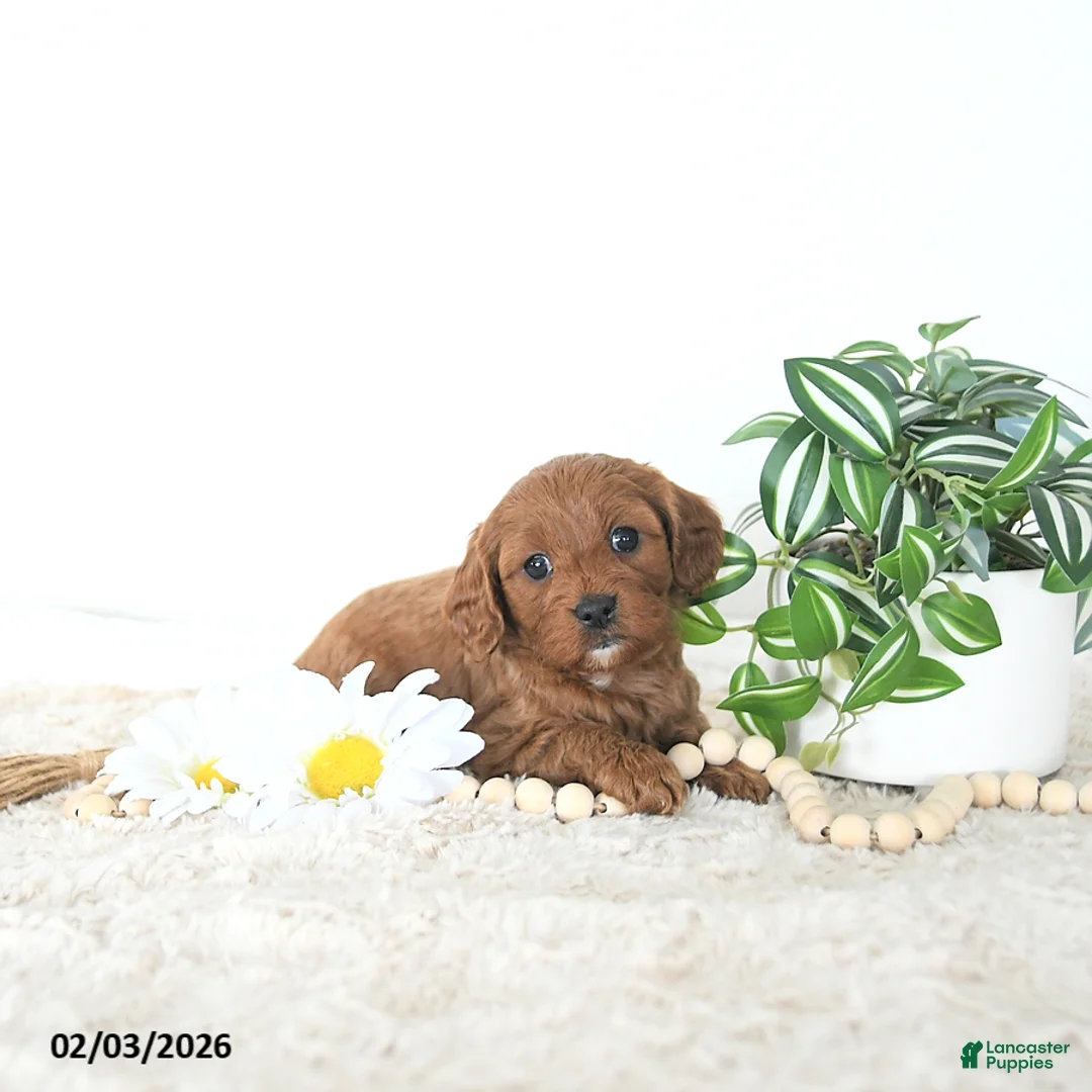 Cavapoo dogs for sale: Zander EXTRA SMALL - Ad 1