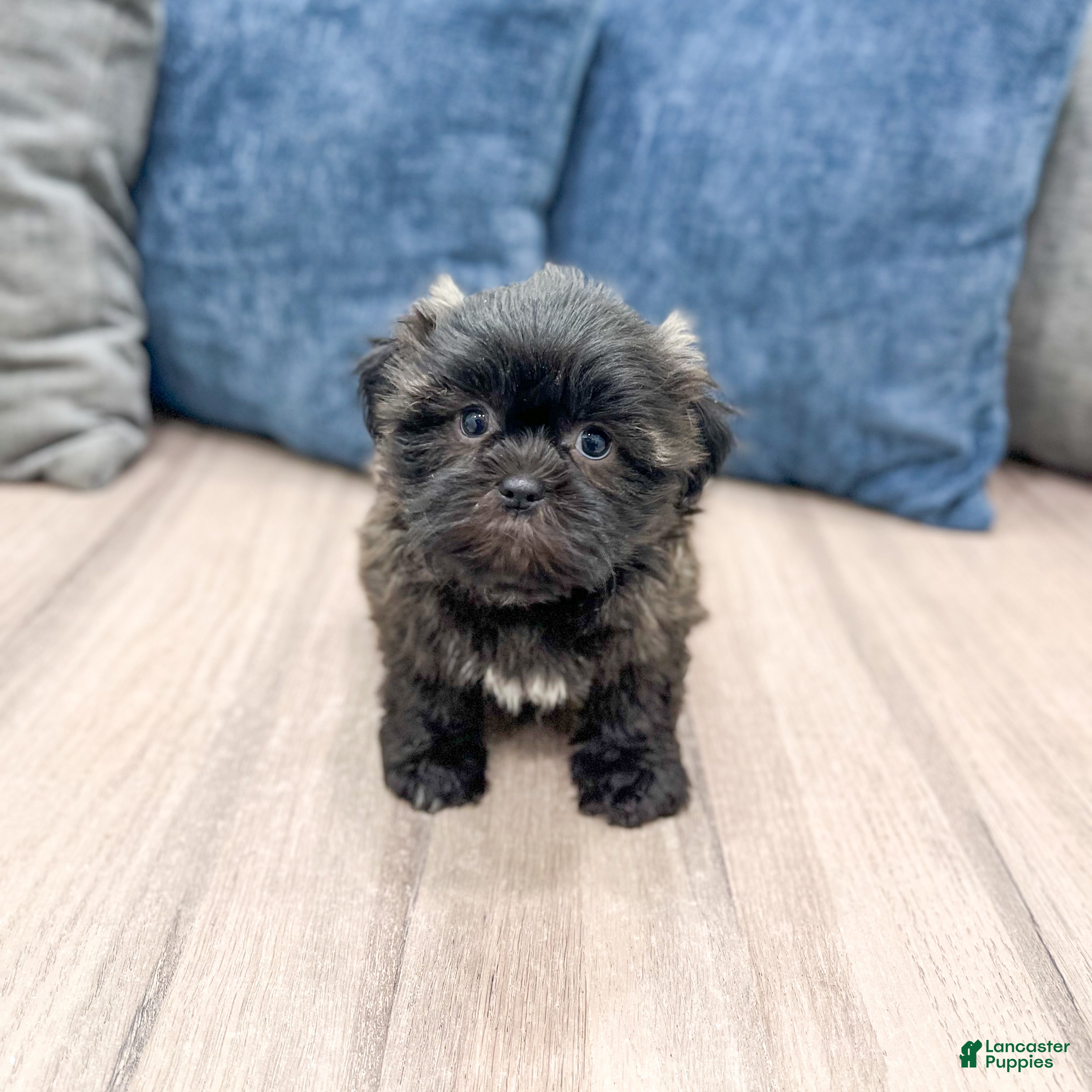 Teddy Bear dogs Nova - Ad 1