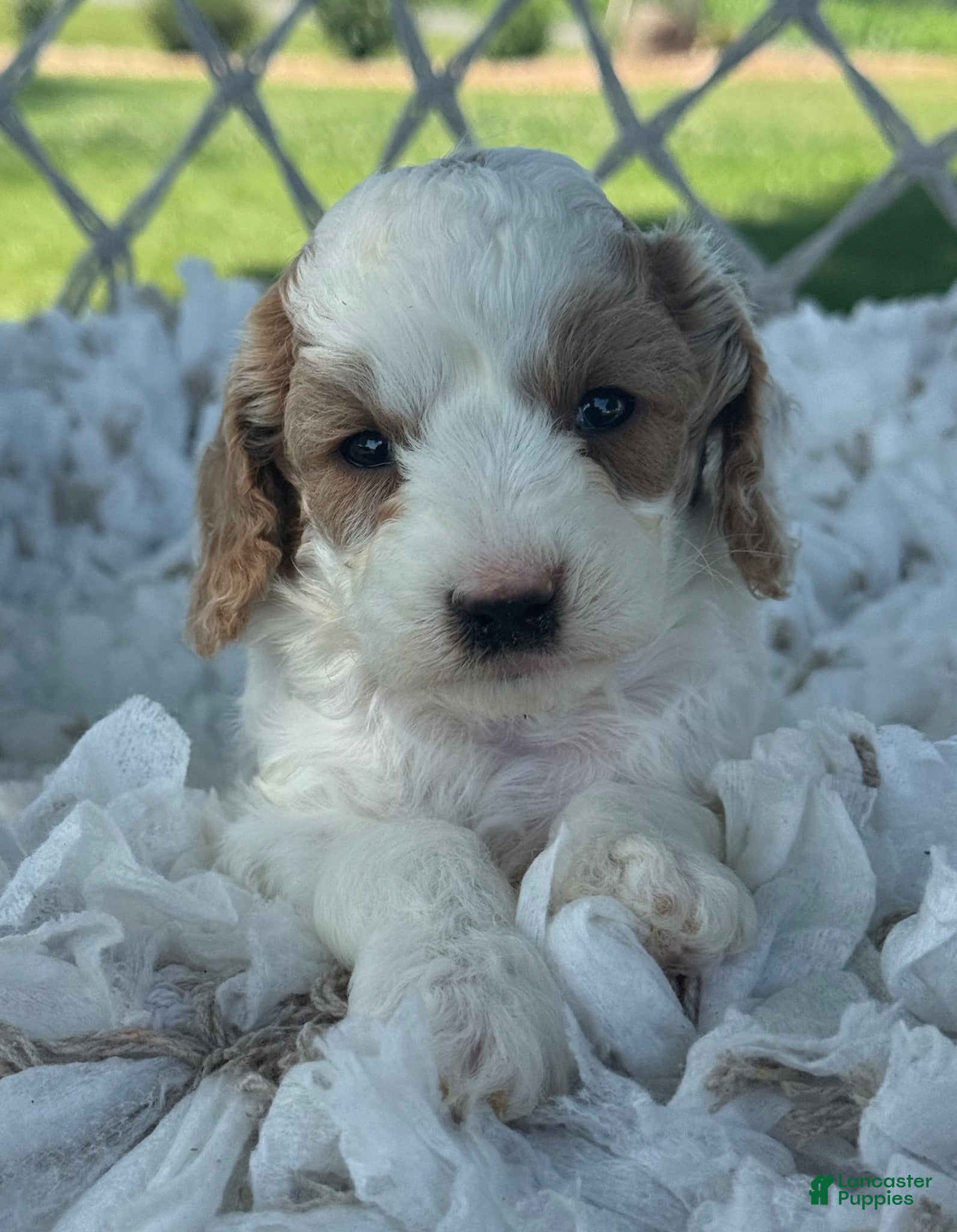Cavapoo dogs Clementine  - Ad 2