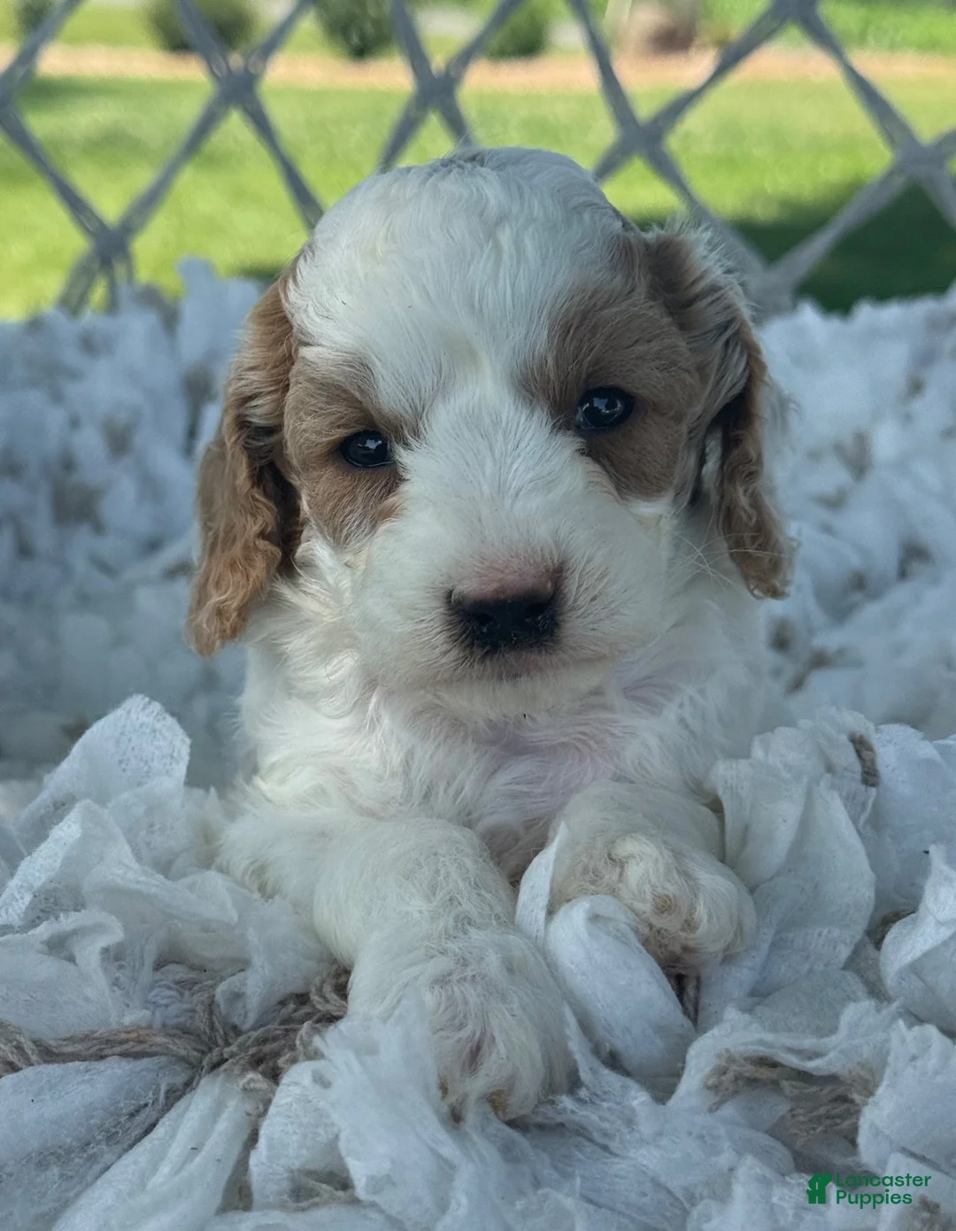 Cavapoo dogs for sale: Clementine  - Ad 2