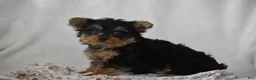 Yorkshire Terrier dogs for sale: Fairy - Ad 10