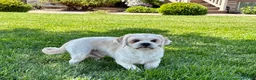 Lhasa Apso dogs for sale: Beau - Ad 6