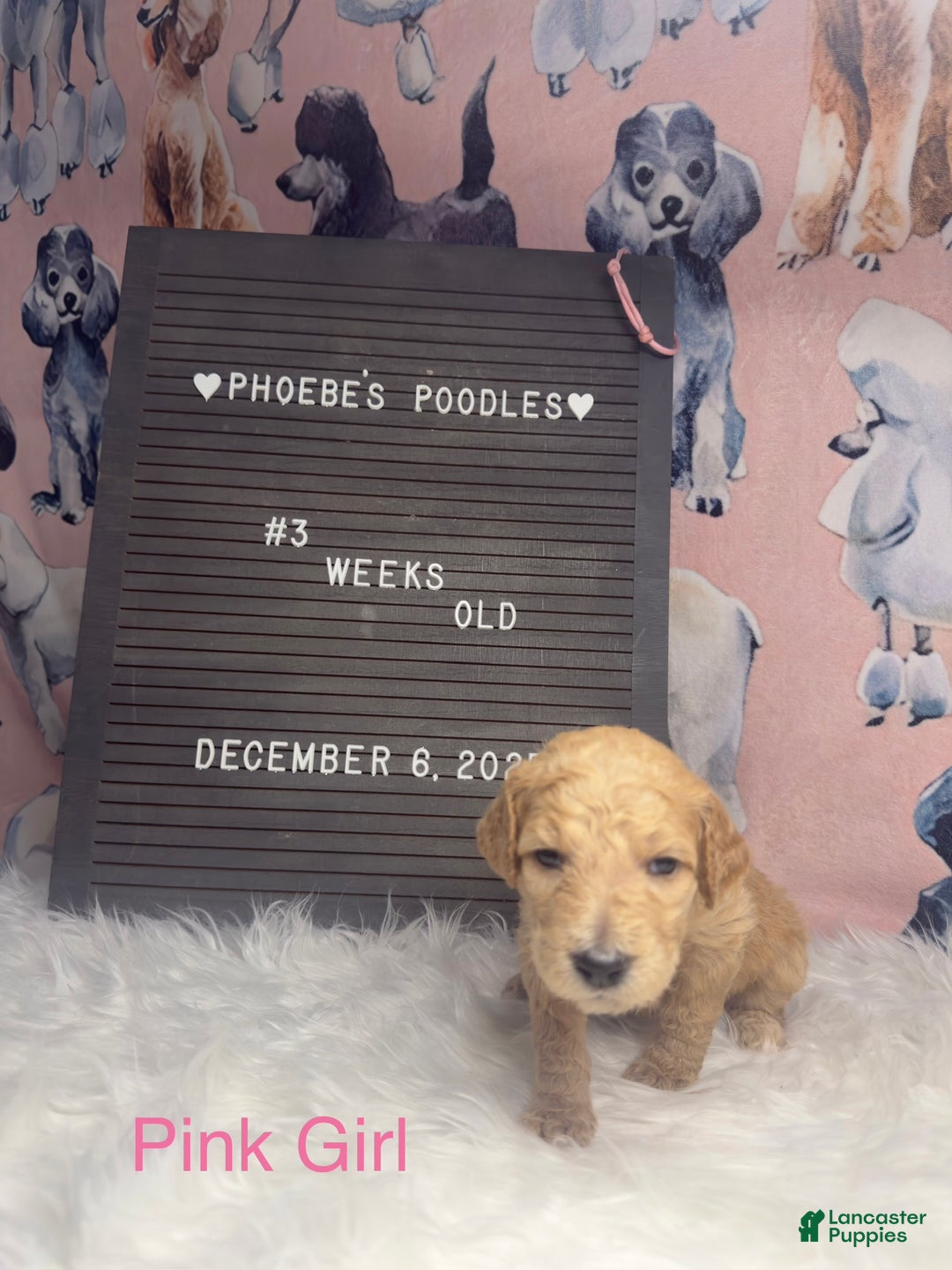 Standard Poodle dogs for sale: Standard Poodle Puppy 6 - Ad 12