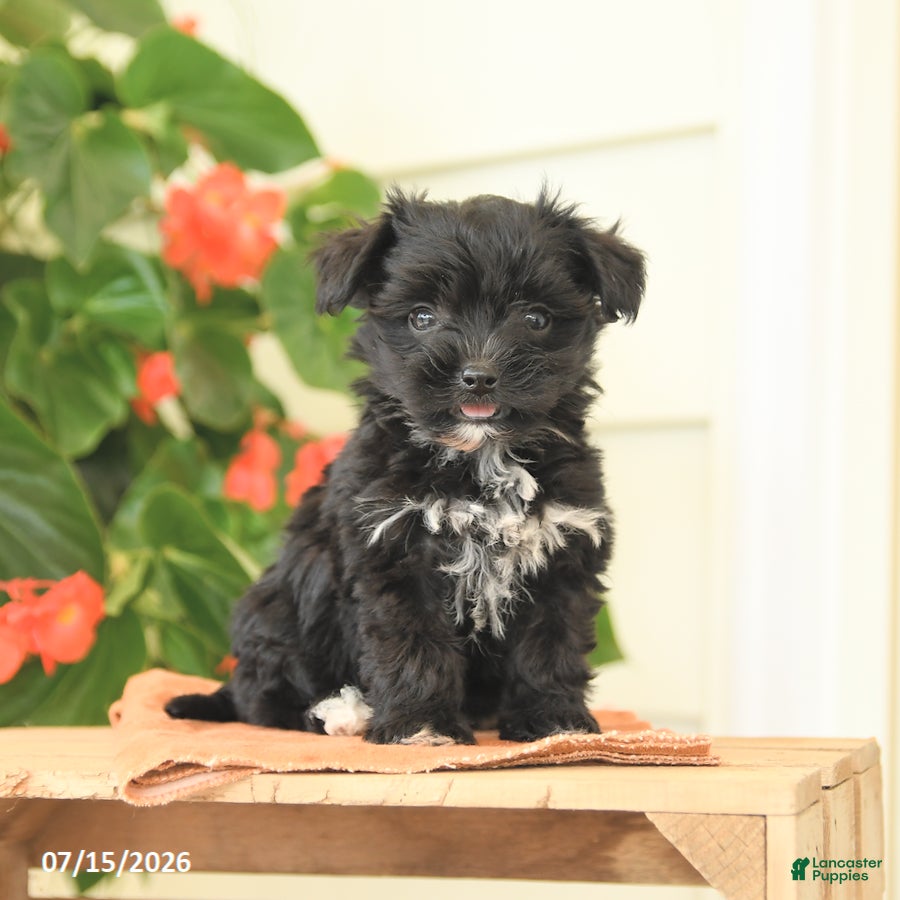 Morkie dogs Hazel - Ad 2