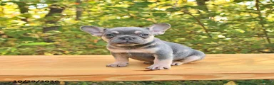 Ari