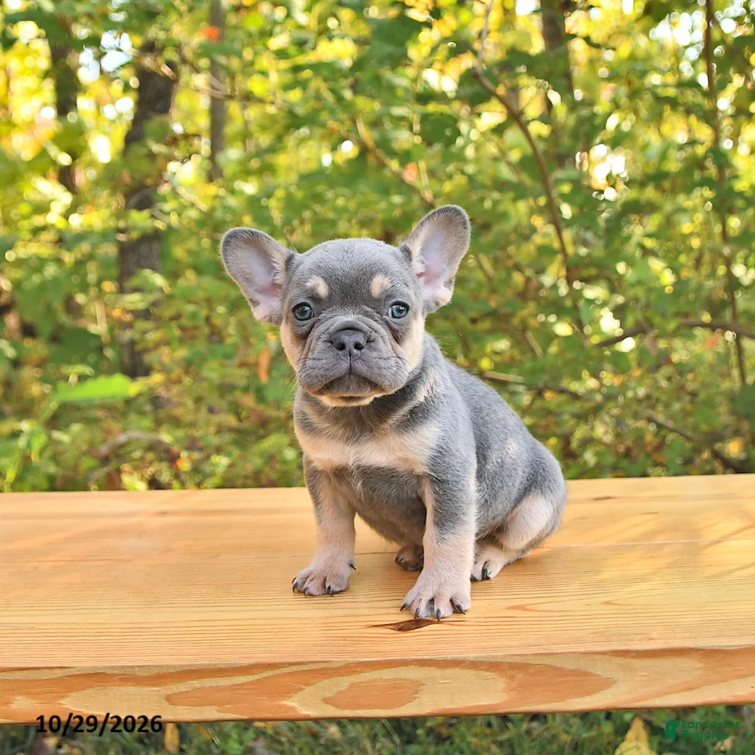 French Bulldog dogs for sale: Ari - Ad 1