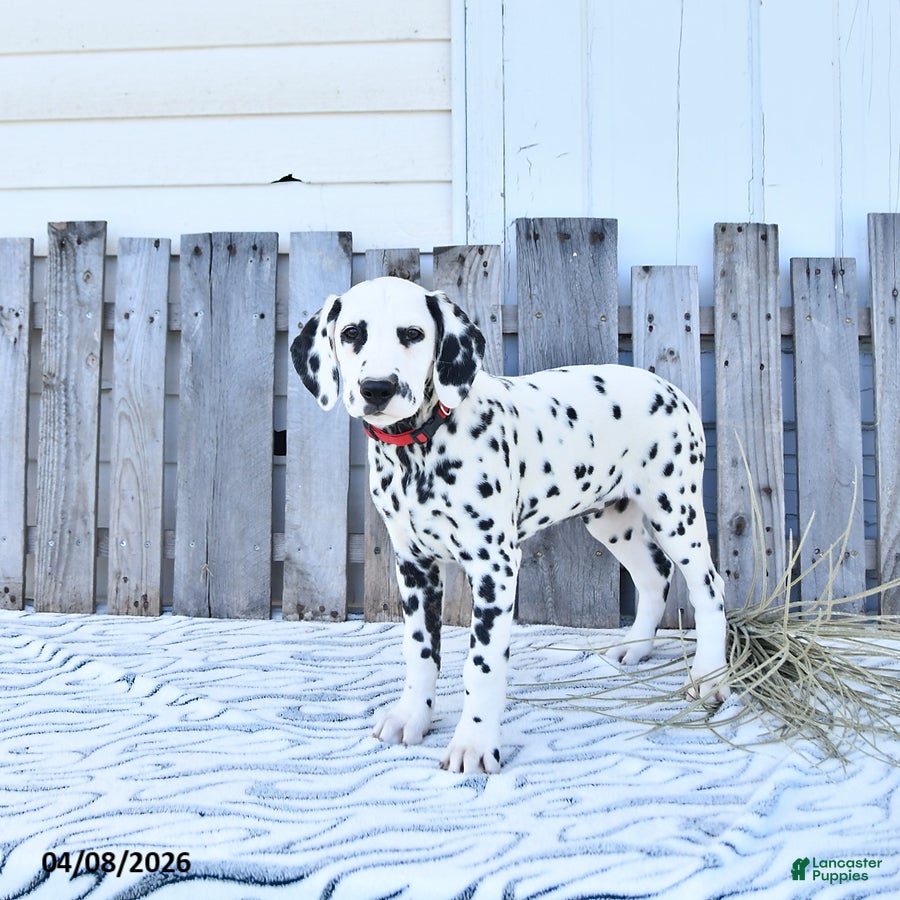 Dalmatian dogs Ember - Ad 1