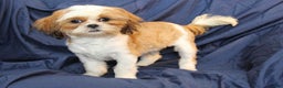 Shih Tzu dogs for sale: Tyler - Ad 6