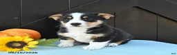 Welsh Corgi Pembroke dogs for sale: Molly - Ad 4