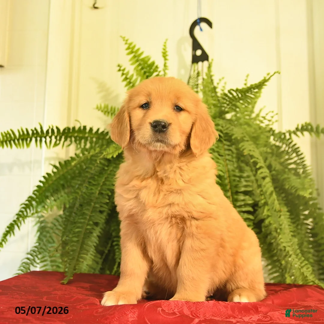 Golden Retriever dogs for sale: White Paws  - Ad 3