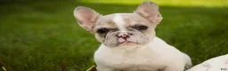 French Bulldog dogs for sale: Juliet - Ad 7