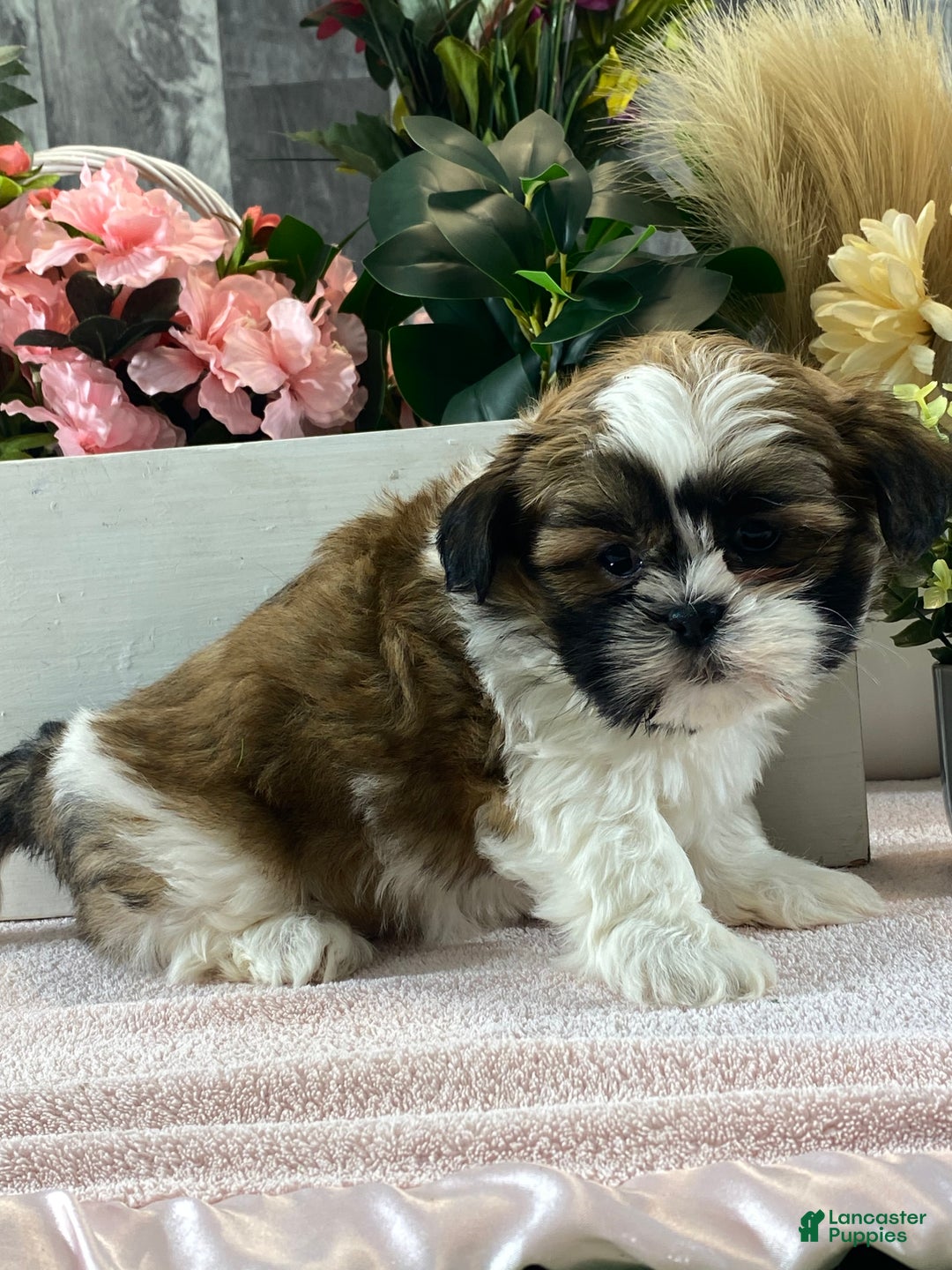 Mixed Breed dogs for sale: Oliver  - Ad 4