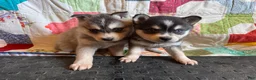 Alaskan Klee Kai dogs for sale: Lily - Ad 4