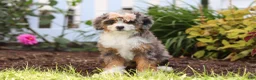 Mini Bernedoodle dogs for sale: Ember - Ad 3