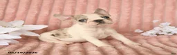 Frenchton dogs for sale: Spencer - Ad 2