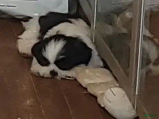 Shih Tzu dogs Franc - Ad 20