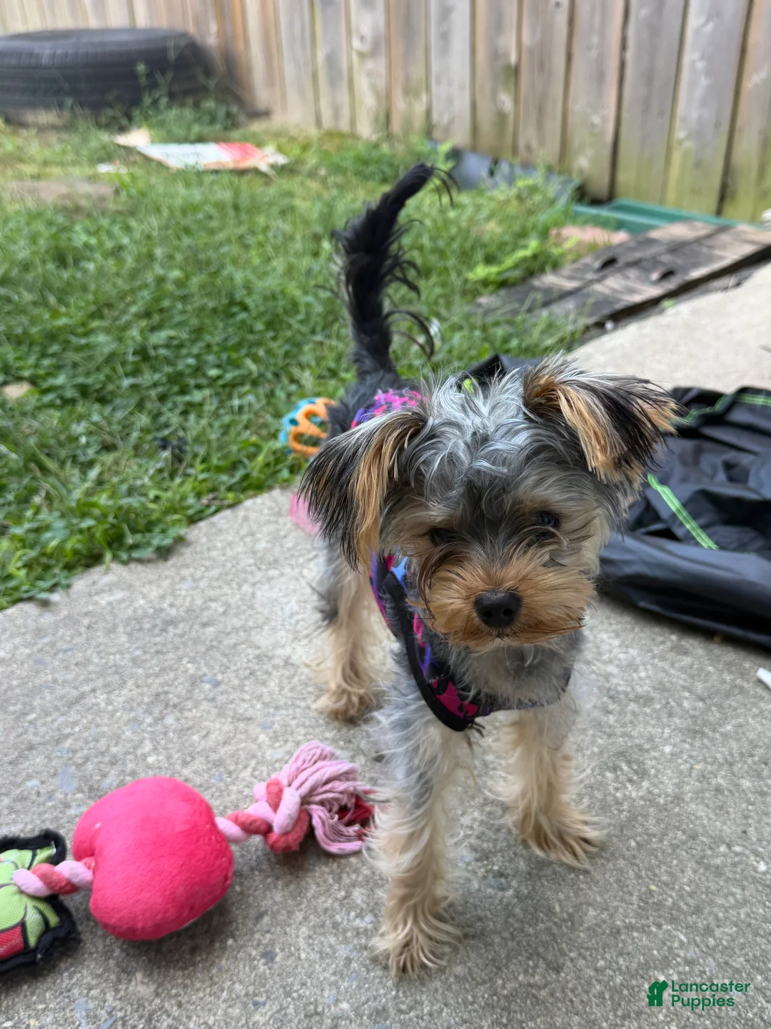 Yorkshire Terrier dogs for sale: Yorkie  - Ad 2