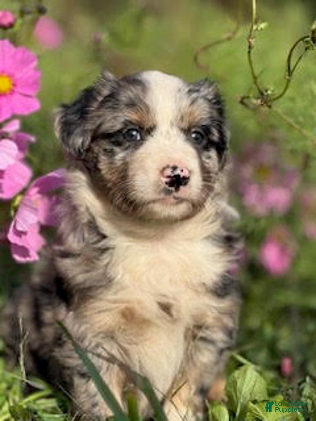 Miniature Australian Shepherd dogs for sale: Manley - Ad 2