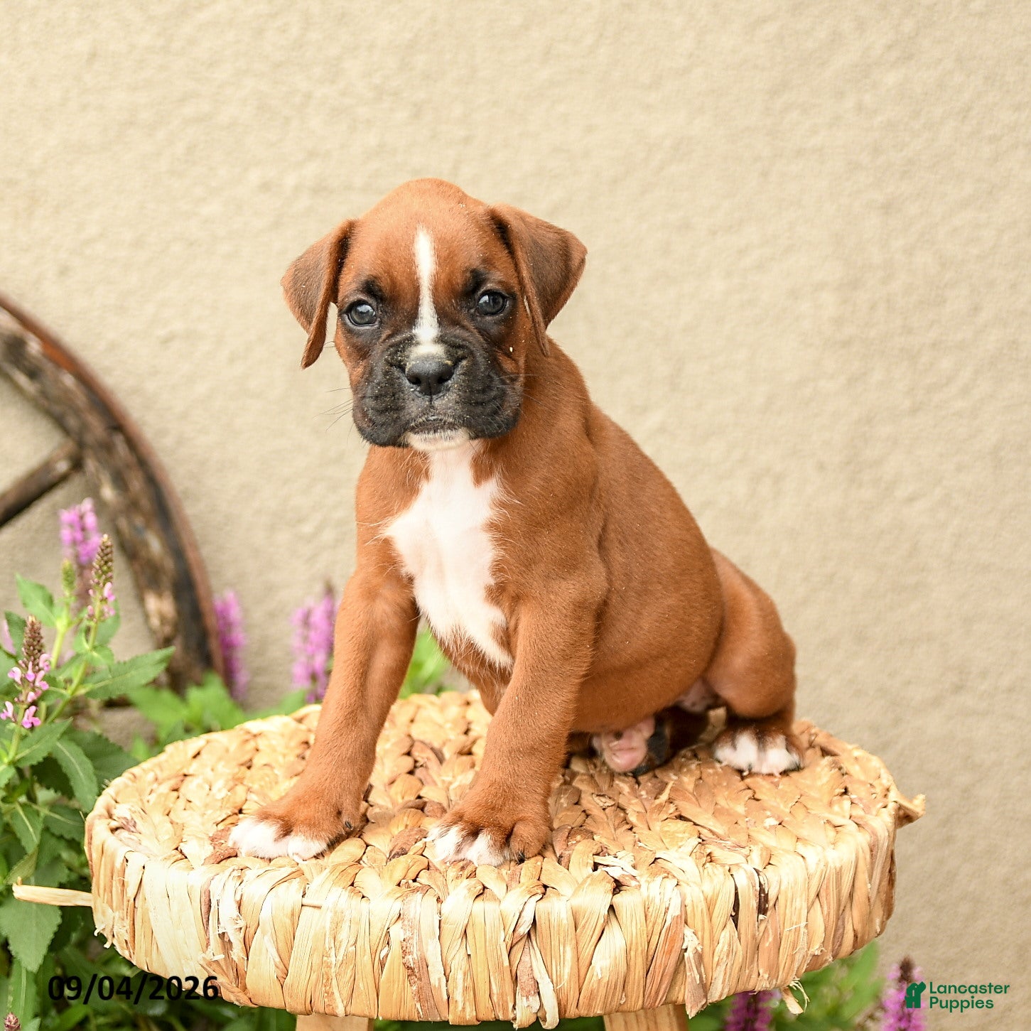 Boxer dogs Brody - Ad 2