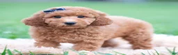 Mini Goldendoodle dogs for sale: Fitz - Ad 4