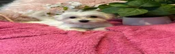 Maltese dogs for sale: Trinity - Ad 3
