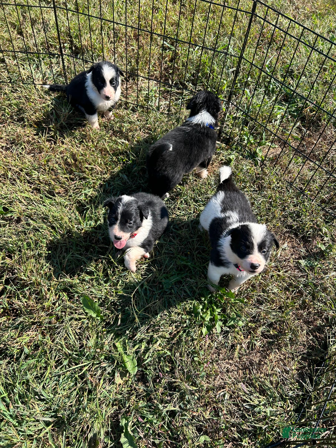 Border Collie dogs for sale: Border Collie Puppy 2 - Ad 3