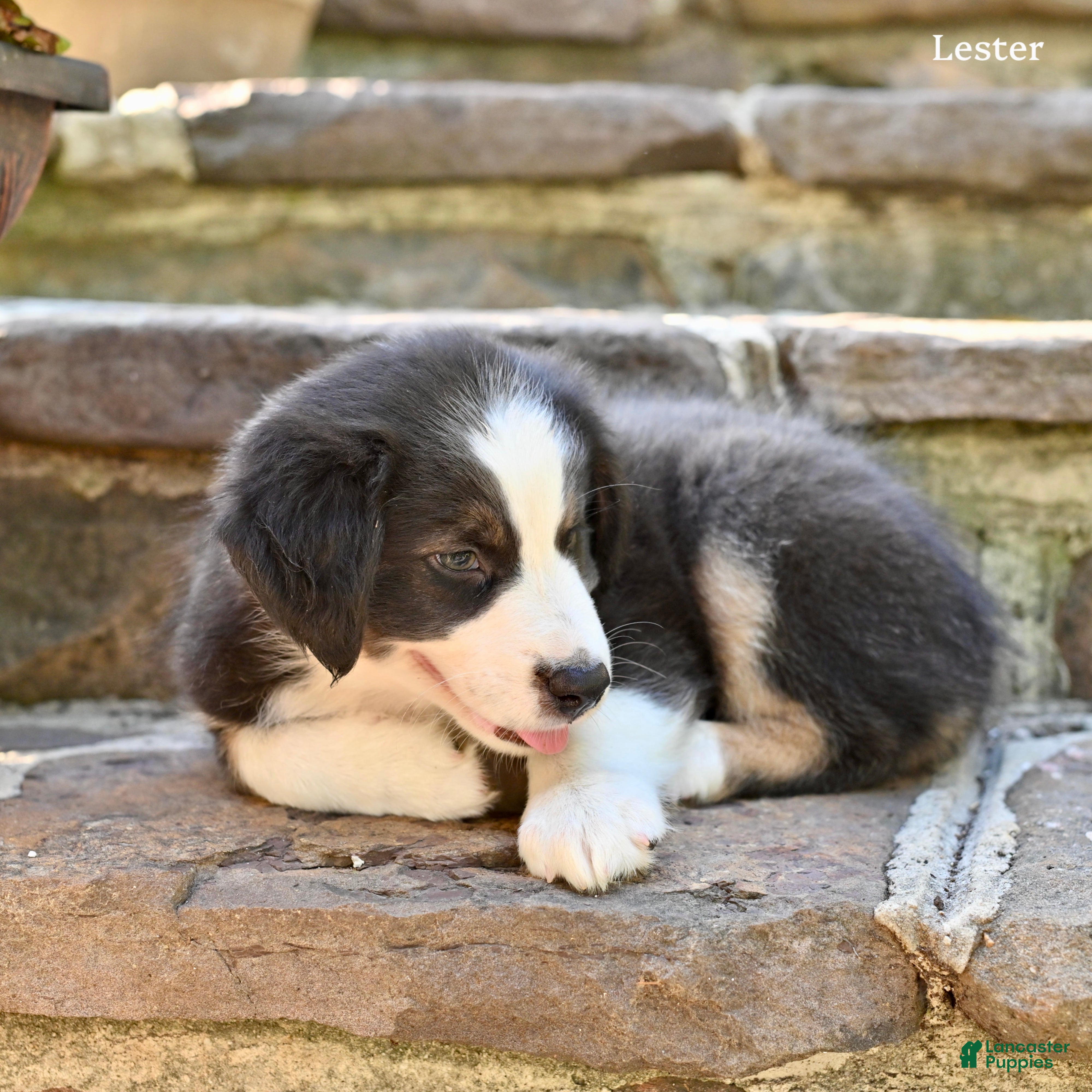 Australian Shepherd dogs Lester - Ad 2