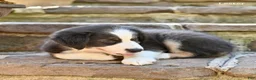 Australian Shepherd dogs for sale: Lester - Ad 2