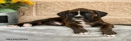 Boxer dogs for sale: Brett - Ad 2