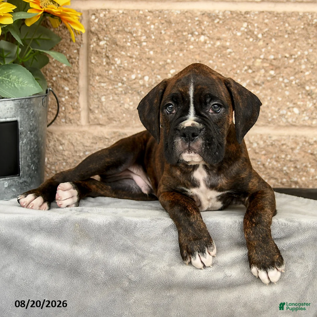 Boxer dogs for sale: Brett - Ad 2